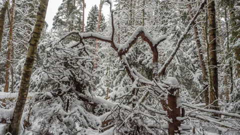 Curved trees covered with snow on a winter day in cloudy weather. Stock Footage 164946151