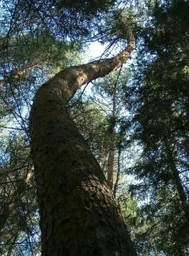 The curved trunk of a forest pine tree, a creation of nature. Stock Photos