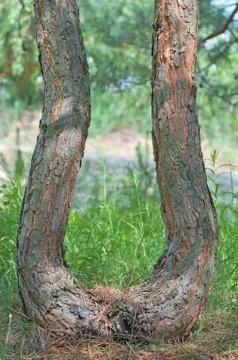 Curved trunk of a pine. Stock Photos