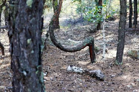 Curved trunk of a young pine tree Stock Photos