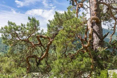 Curves pine branches on the background of mountains and sky , Altai, Russia Stock Photos