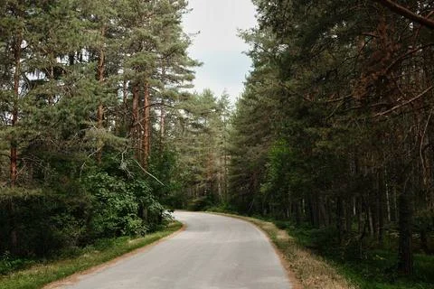 Curving asphalt road through pine forest in Tara National Park, Serbia. Quiet Stock Photos