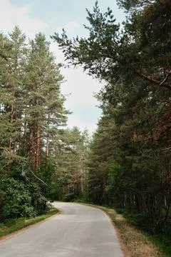 Curving asphalt road through pine forest in Tara National Park, Serbia. Quiet Stock Photos