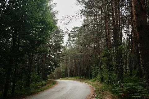 Curving asphalt road through pine forest in Tara National Park, Serbia. Quiet Stock Photos