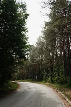 Curving asphalt road through pine forest in Tara National Park, Serbia. Quiet Stock Photos