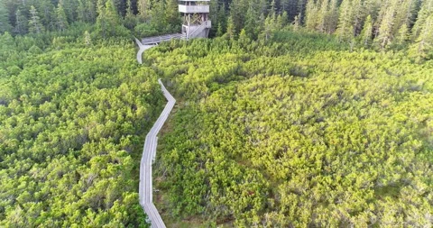 Curving boardwalk through peat bog landscape aerial view Stock Footage 327071817
