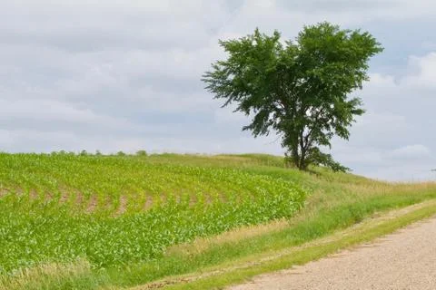Curving Corn Field Stock Photos