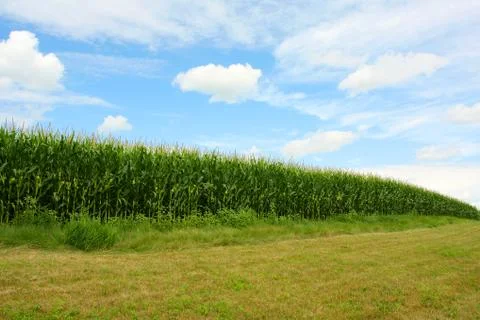 Curving cornfield Stock Photos