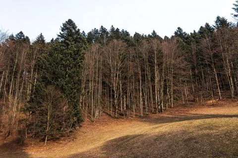 Curving Forest Meadow Border with Mixed Woodland Edge Stock Photos