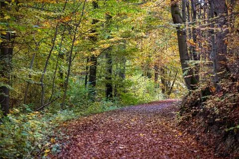 Curving forest path covered with autumn leaves beneath golden deciduous canopy Fotos Stock