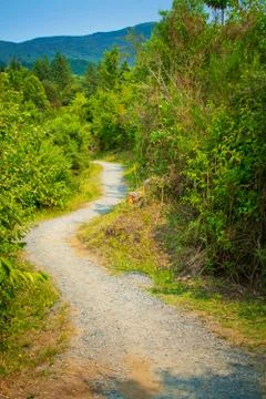 A curving forest path running between lush green of trees and shrubs Stock Photos