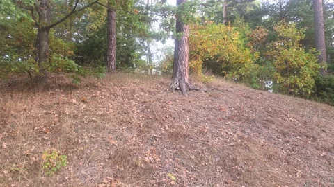 Curving Forest Pathway Around Gently Sloping Grassy Hill Under Pine Trees Stock Footage 348022708