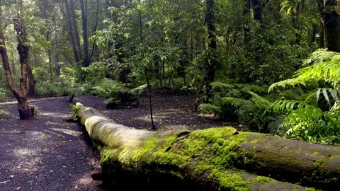Curving forest pathway bordered by lush greenery Stock Footage 335430602