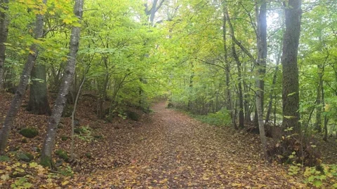 Curving Forest Pathway Completely Covered In Fallen Autumn Leaves Stockbeeldmateriaal 348166223