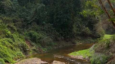 Curving forest river with lush greenery and natural landscape Stock Footage 332611455