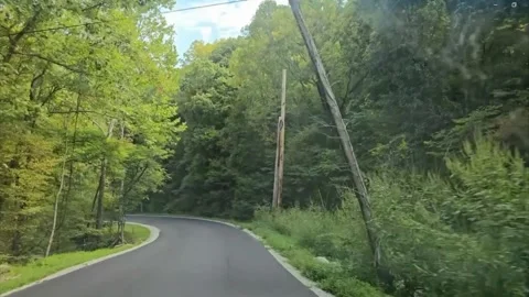 Curving Forest Road Surrounded by Lush Green Trees Stockbeeldmateriaal 330953568