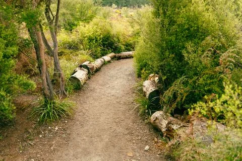 Curving Forest Trail Lined Fallen Logs Foto stock
