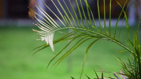 Curving green palm frond extending gracefully across soft vibrant lawn back.. Stock Footage 344765958