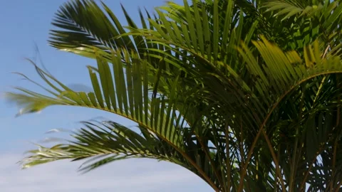 Curving green palm frond extending dramatically into a clear blue sky with .. Stock Footage 344820872