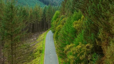 Curving mountain road passing through dense green forest. Narrow asphalt trail Vidéo 331161479