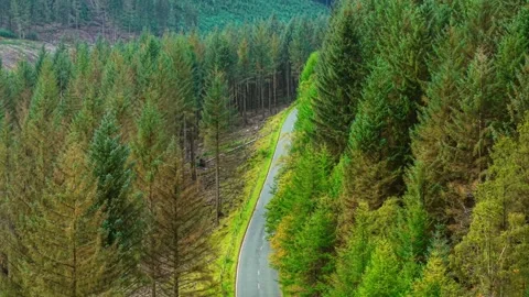Curving mountain road weaving through thick evergreen forest. Narrow asphalt Stock Footage 319475484