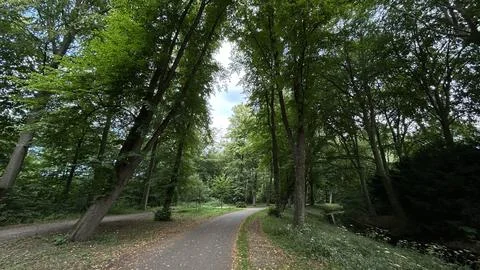 Curving paved path beneath tall green trees in quiet woodland with dense Stock Photos