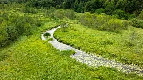 Curving Polish river surrounded by summer forest from the air. Stock Photos