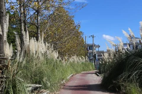 Curving red path bordered by pampas grass and trees in bright daylight Stock Photos
