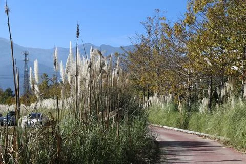 Curving red path lined with pampas grass and trees beneath a clear blue sky Stock Photos