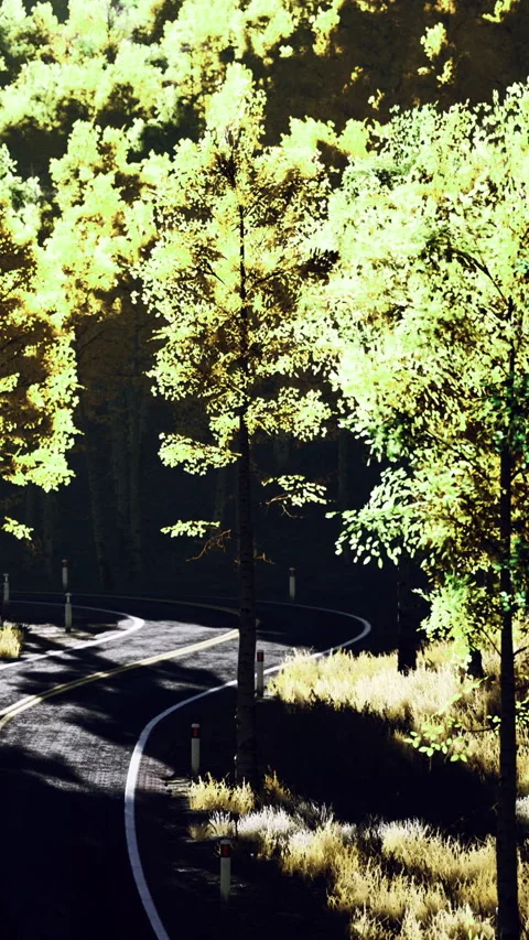Curving road through trees in bright light during daytime hours 库存影片 334190053