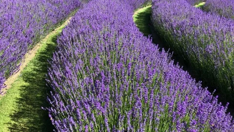 Curving rows of lavender flowers filled with bees on a sunny day Stock Footage 278044216