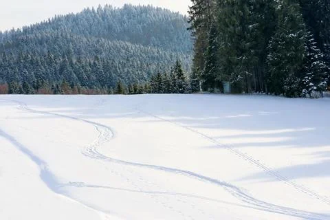 Curving ski tracks cross a pristine snow-covered meadow beneath a forested Stock Photos