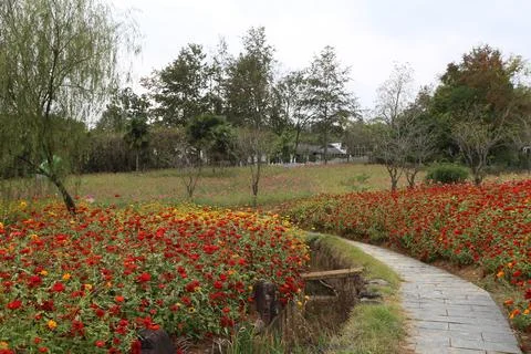 Curving stone path winding through colorful fields of blooming zinnia flowers Stock Photos