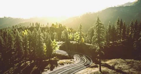 Curving train tracks through lush forest landscape during golden hour Stock Illustration