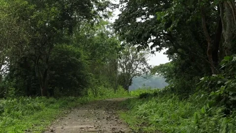 Curving tropical forest road surrounded by lush green vegetation 스톡 동영상 337928561