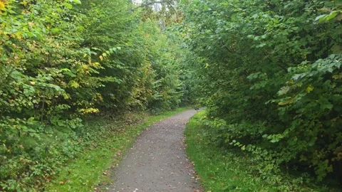 Curving walking path through a green forest in Sweden Stock Footage 347212789