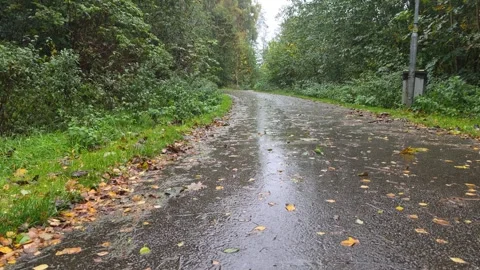Curving Wet Asphalt Path Through Woodland With Scattered Fall Leaves Stock Footage 347975292