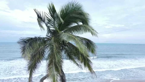 CURVY COCONUT UP DOWN Stock Footage 156720485