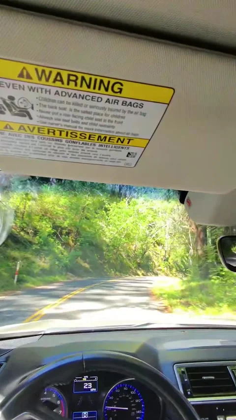 Curvy Forest Road Driving View Stock Footage 313961243