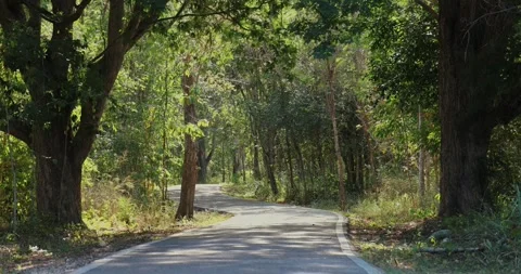 Curvy forest road winding through lush green trees in serene natural Video stock 303819296