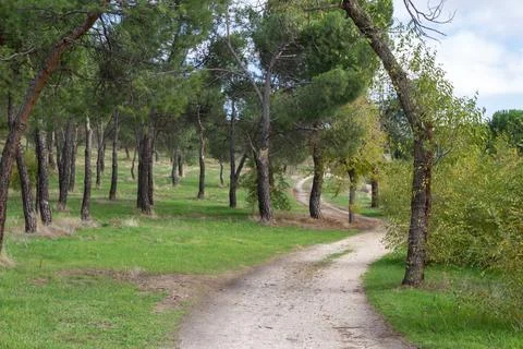 Curvy path in a green forest Stock Photos