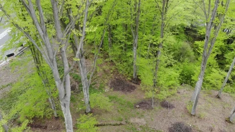 Curvy Road In The Forrest Stock-Footage 159916085