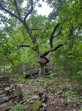 Curvy Tree Foto stock