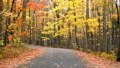 curvy winding single lane forest road autumn 4k or 4k+ Resolution