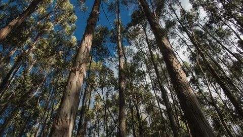 Cusco City Qenko Forest time lapse, Peru - South America Stock Footage 119401595