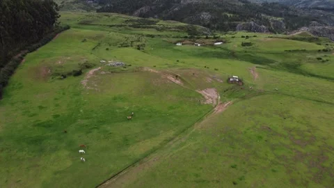 Cusco, green fields and grazing cattle Stock Footage 337807453