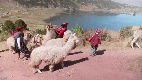 Cusco native people and their alpacas walking Stock Footage 157618011