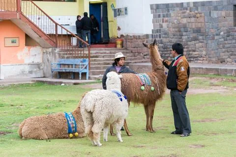 Cusco, Provincia de Cusco, Peru - October 16, 2018: Llamas in Cusco Streets, Stock Photos