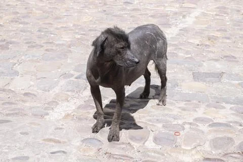 Cusco Street Dog Stock Photos