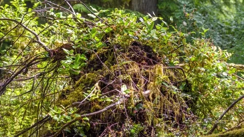 Cuscuta (Dodder or Amarbel) 4K Footage of Parasitic Plant With Orange, Yellow, Vidéo 309315394